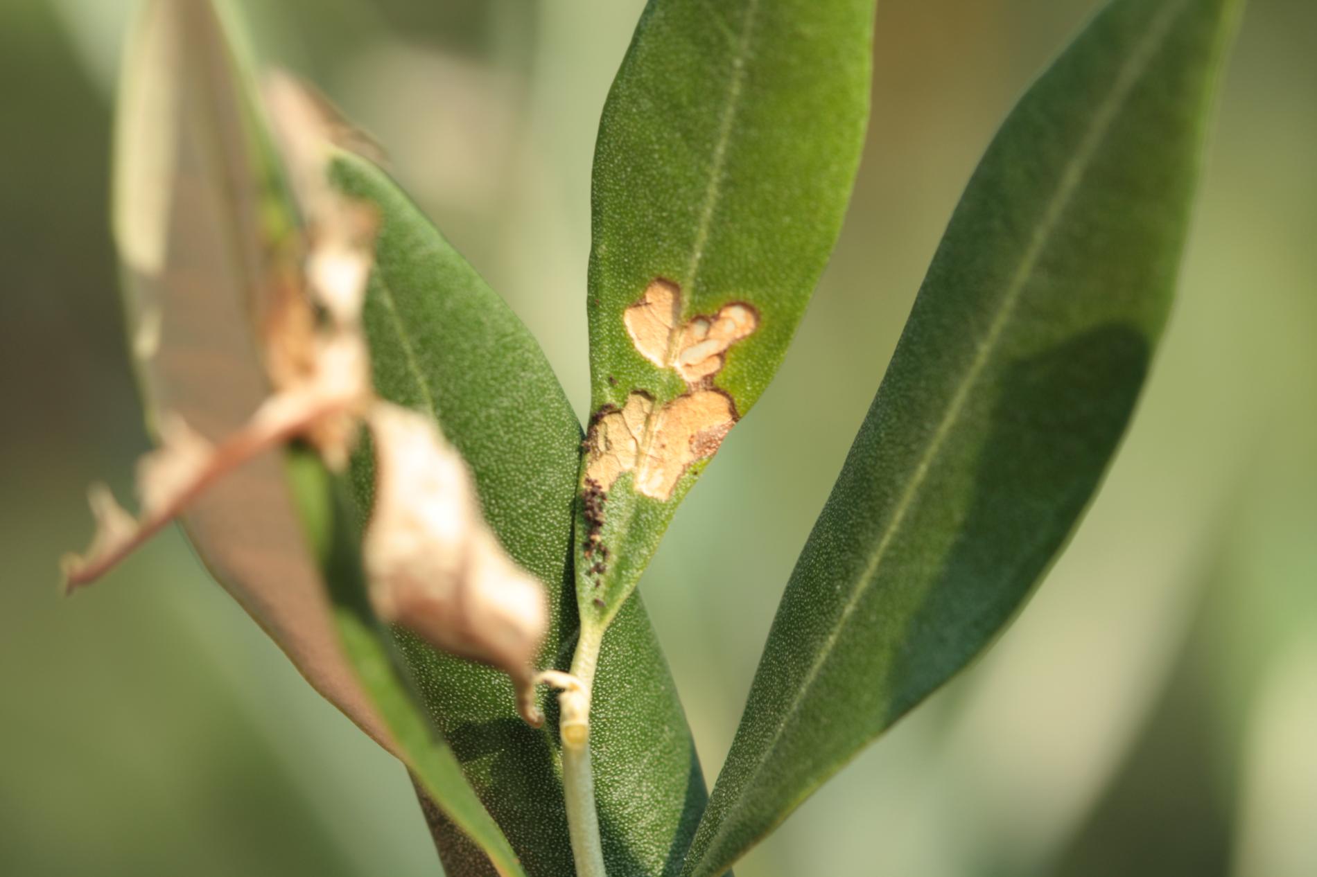 Olive moth (Prays oleae) symptoms.jpg